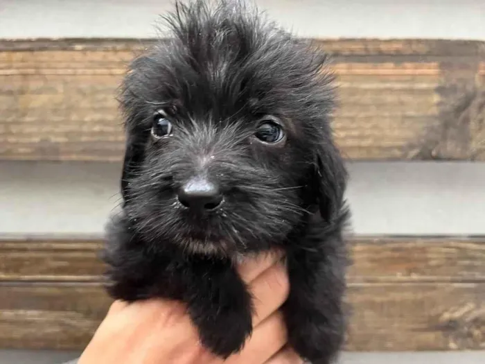 Cachorro raça SRD  idade Abaixo de 2 meses nome Sem Nome