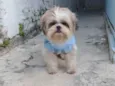 Cachorro raça Shitzu  idade 5 anos nome Bob