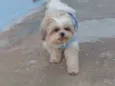 Cachorro raça Shitzu  idade 5 anos nome Bob