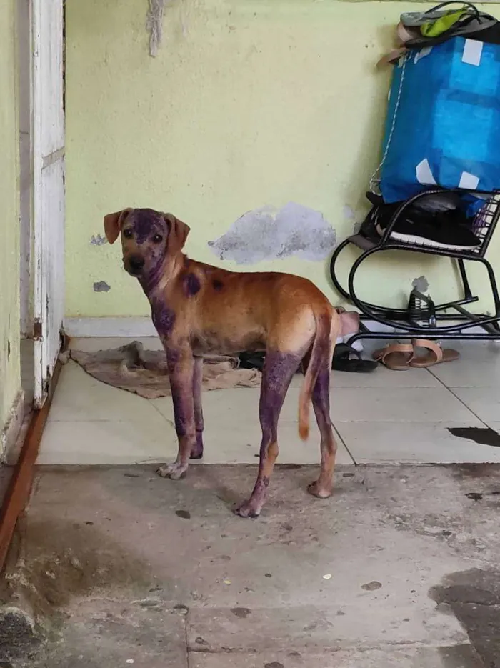 Cachorro ra a Não sei, é de rua idade  nome Não tem 