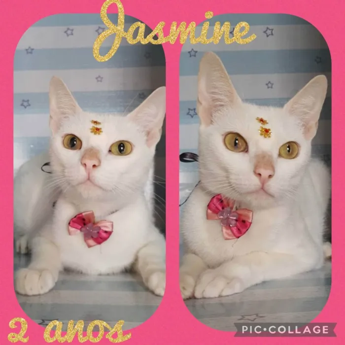 Jasmine 