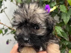 Cachorro raça SRD idade Abaixo de 2 meses nome Sem Nome