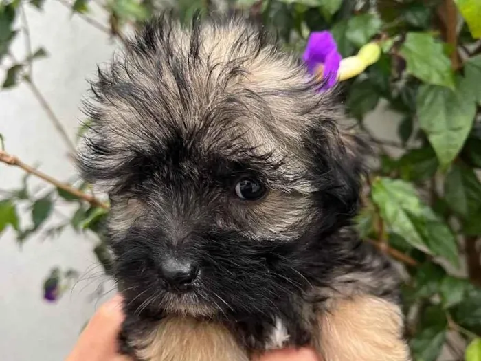 Cachorro raça SRD idade Abaixo de 2 meses nome Sem Nome