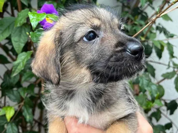 Cachorro raça SRD  idade Abaixo de 2 meses nome Sem Nome