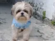 Cachorro raça Shitzu  idade 5 anos nome Bob