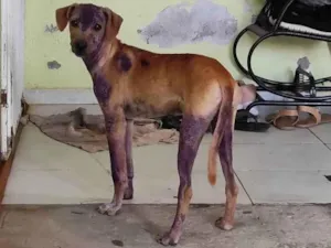 Cachorro raça Não sei, é de rua idade  nome Não tem 