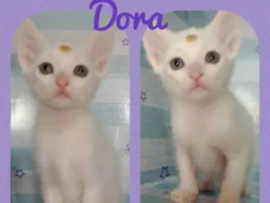Gato raça  idade Abaixo de 2 meses nome Dora 