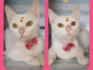 Gato raça  idade 2 anos nome Jasmine 