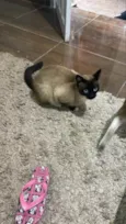 Gato raça Siamesa idade 7 a 11 meses nome Flor