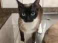 Gato raça Siamesa idade 7 a 11 meses nome Flor