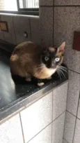 Gato raça Siamesa idade 7 a 11 meses nome Flor