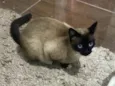 Gato raça Siamesa idade 7 a 11 meses nome Flor