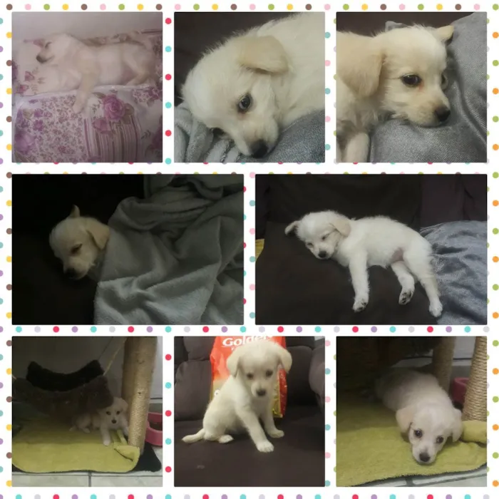 Cachorro ra a Maltês c/ srd idade 2 a 6 meses nome Layla