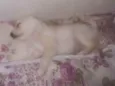 Layla