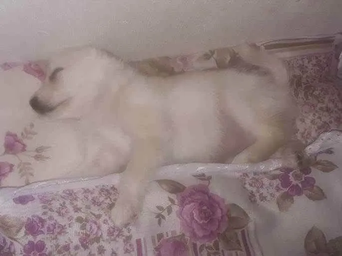 Cachorro ra a Maltês c/ srd idade 2 a 6 meses nome Layla
