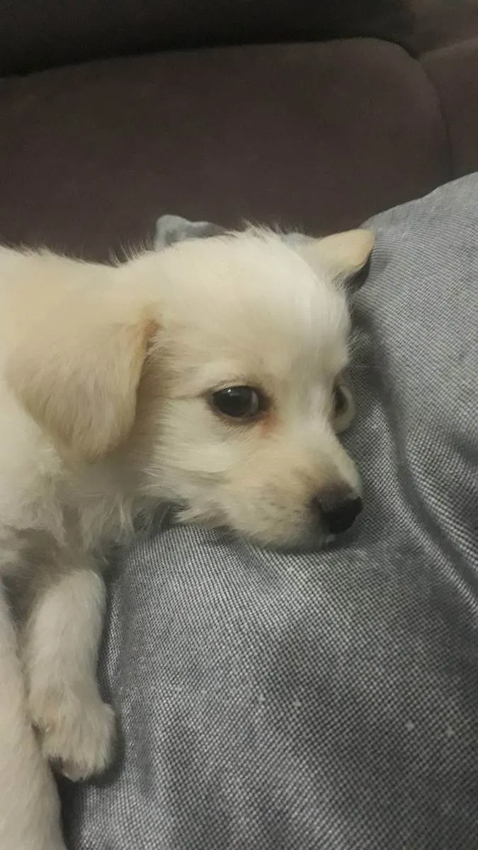 Cachorro ra a Maltês c/ srd idade 2 a 6 meses nome Layla