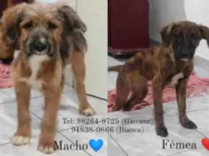 Cachorro raça Sem raça definida idade 7 a 11 meses nome Sem nome