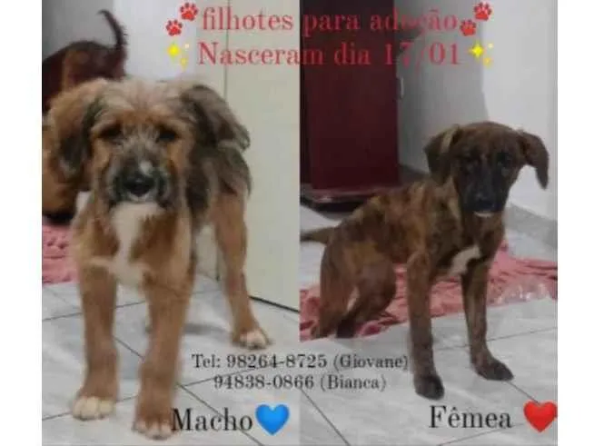 Cachorro ra a Sem raça definida idade 7 a 11 meses nome Sem nome