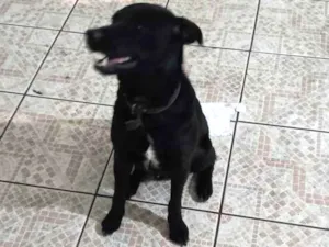 Cachorro raça SRD  idade 2 anos nome Thor