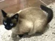 Gato raça Siamesa idade 7 a 11 meses nome Flor