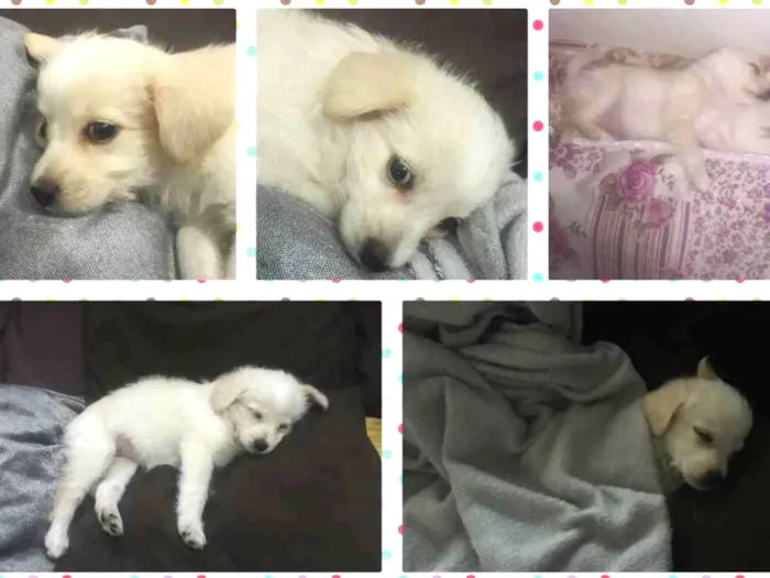 Cachorro ra a Maltês c/ srd idade 2 a 6 meses nome Layla