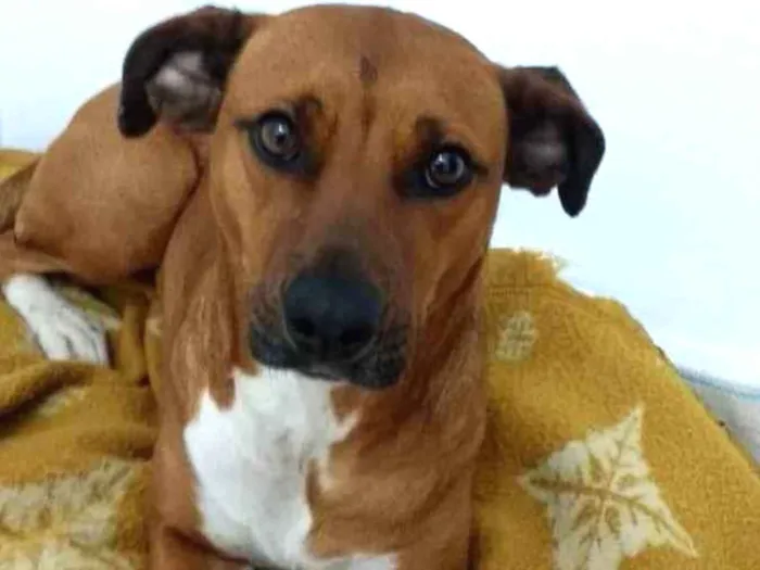 Cachorro ra a Sem raça definida idade 2 anos nome Nina