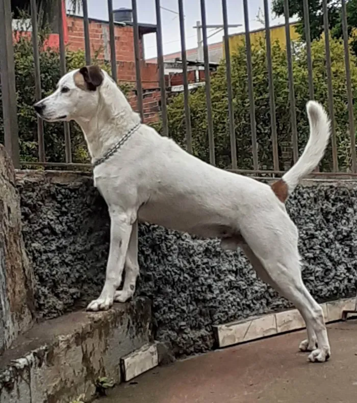 Cachorro ra a Srd  idade 3 anos nome Chico