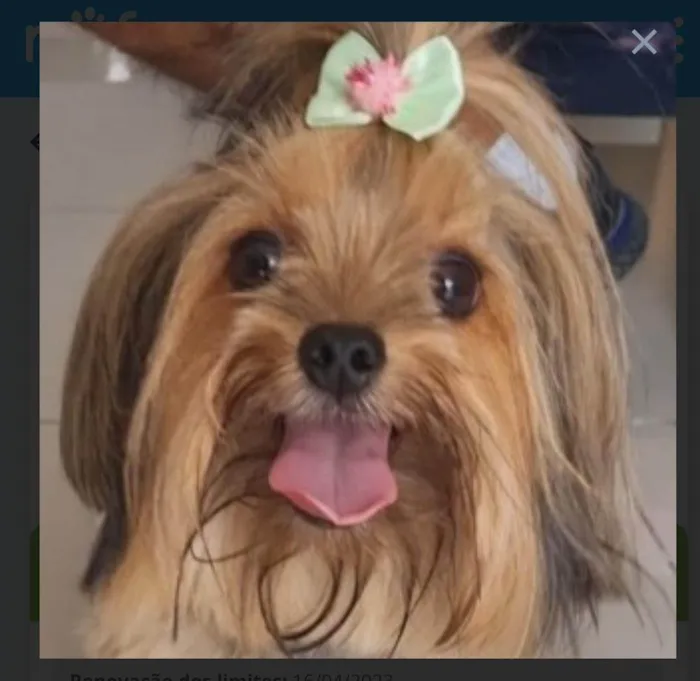 Cachorro raça Yorkshire  idade 2 anos nome Mel