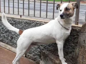 Cachorro raça Srd  idade 3 anos nome Chico