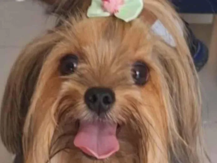 Cachorro raça Yorkshire  idade 2 anos nome Mel