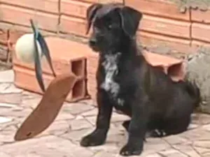 Cachorro raça Srd idade 2 a 6 meses nome Serena