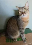 NALA