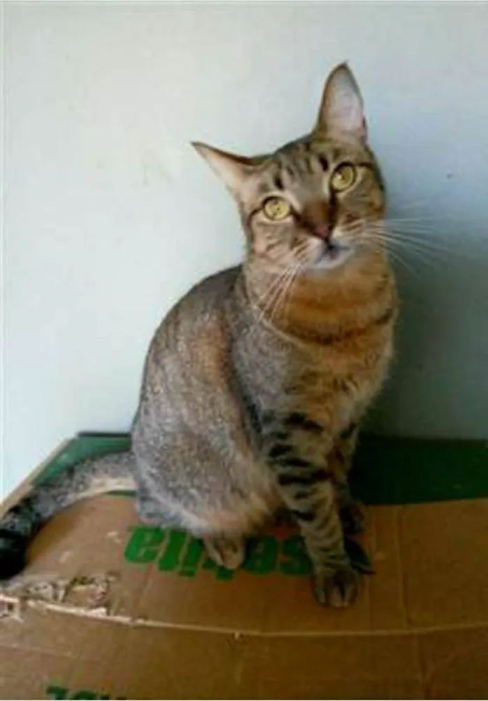 Gato ra a srd tigradinha idade 2 anos nome NALA
