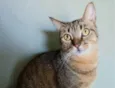 NALA