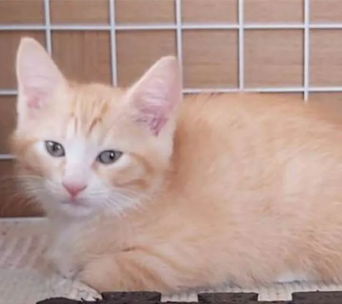 Gato ra a srd bicolor idade 2 a 6 meses nome PAÇOCA