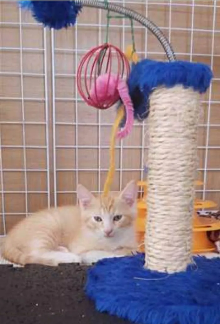 Gato ra a srd bicolor idade 2 a 6 meses nome PAÇOCA