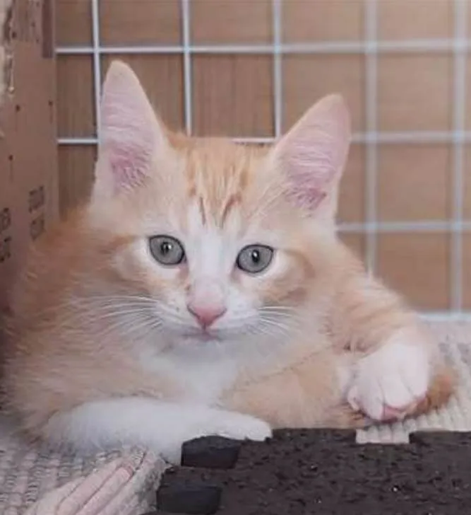 Gato ra a srd bicolor idade 2 a 6 meses nome PAÇOCA