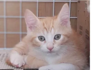 Gato raça srd bicolor idade 2 a 6 meses nome PAÇOCA