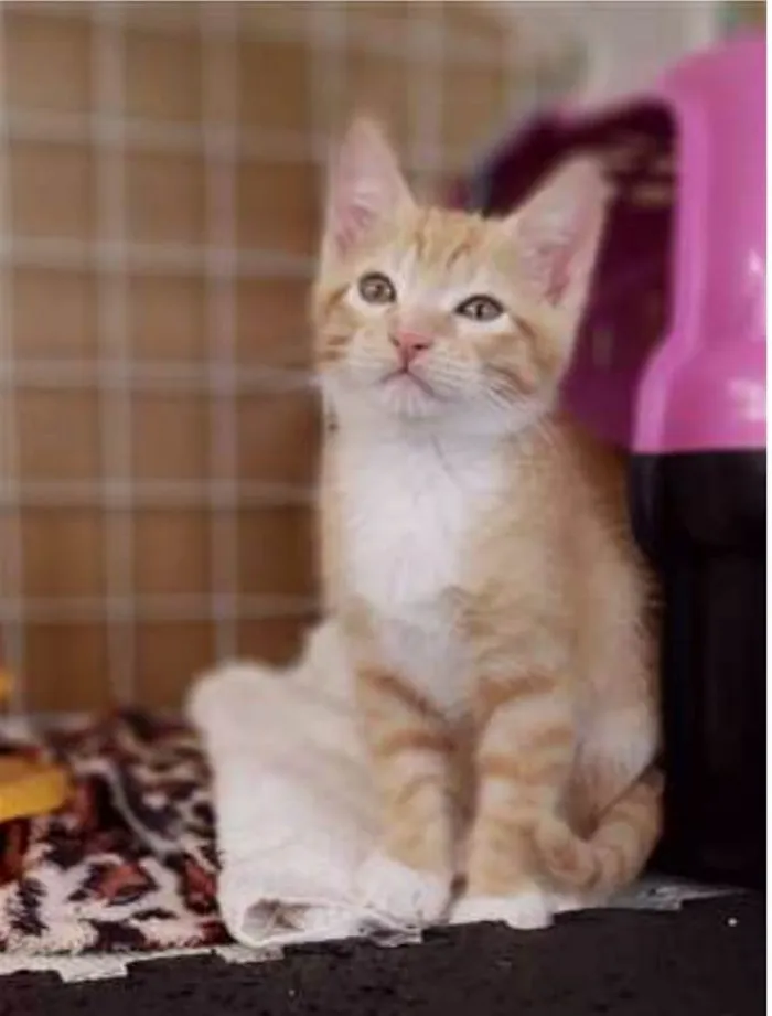 Gato ra a srd bicolor idade 2 a 6 meses nome QUINDIM