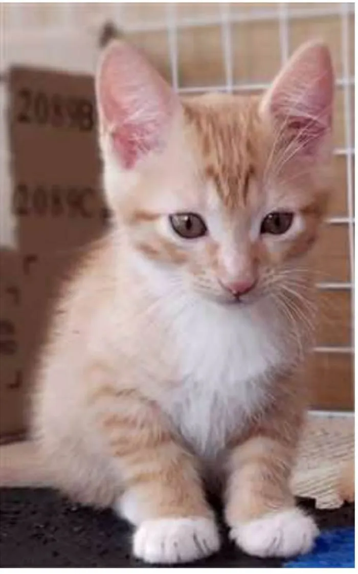 Gato ra a srd bicolor idade 2 a 6 meses nome QUINDIM