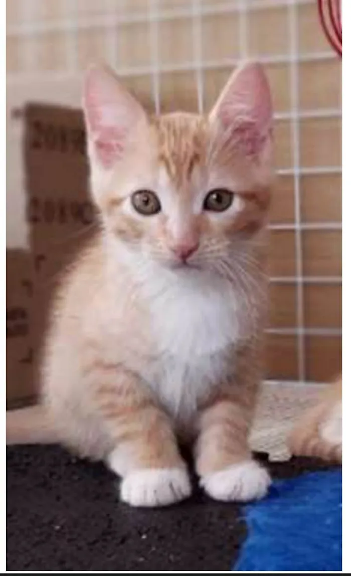 Gato ra a srd bicolor idade 2 a 6 meses nome QUINDIM