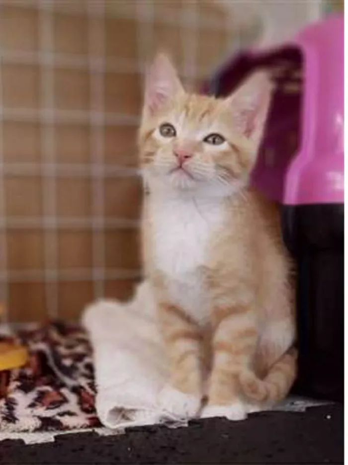 Gato ra a srd bicolor idade 2 a 6 meses nome QUINDIM