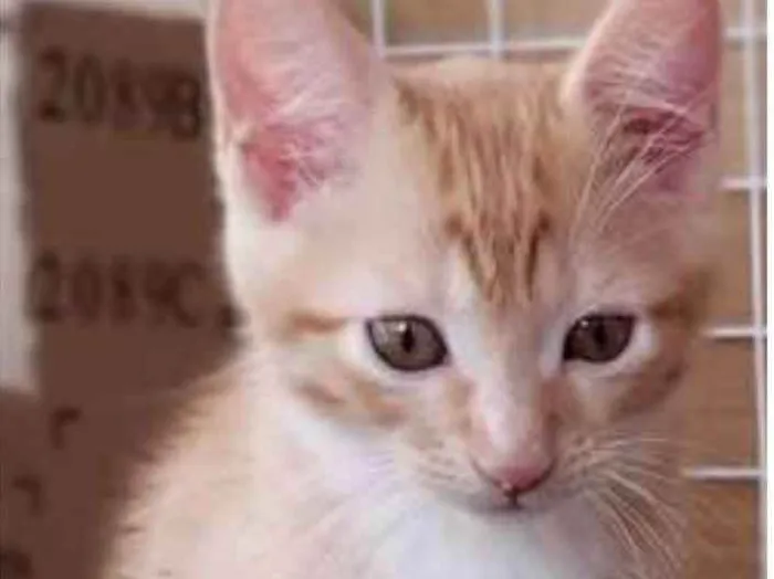 Gato ra a srd bicolor idade 2 a 6 meses nome QUINDIM