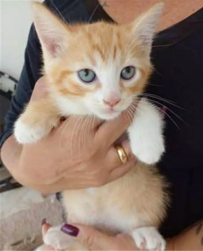 Gato ra a srd bicolor idade 2 a 6 meses nome PAÇOCA