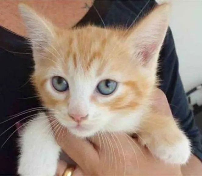 Gato ra a srd bicolor idade 2 a 6 meses nome PAÇOCA