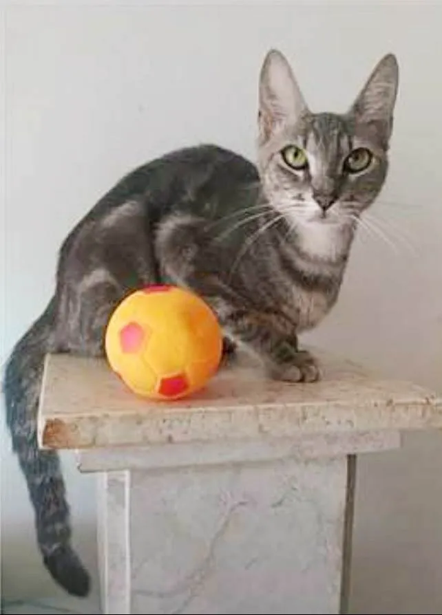 Gato ra a srd tigradinha idade 2 anos nome ADELLY