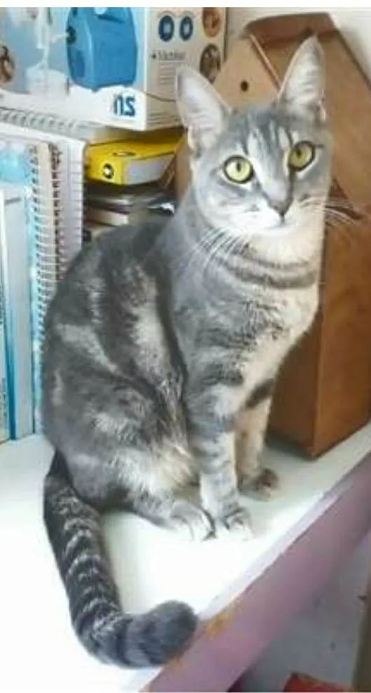 Gato ra a srd tigradinha idade 2 anos nome ADELLY