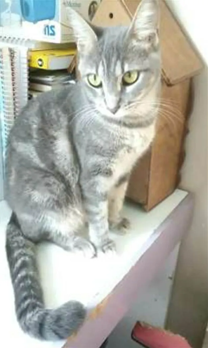 Gato ra a srd tigradinha idade 2 anos nome ADELLY