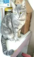 ADELLY