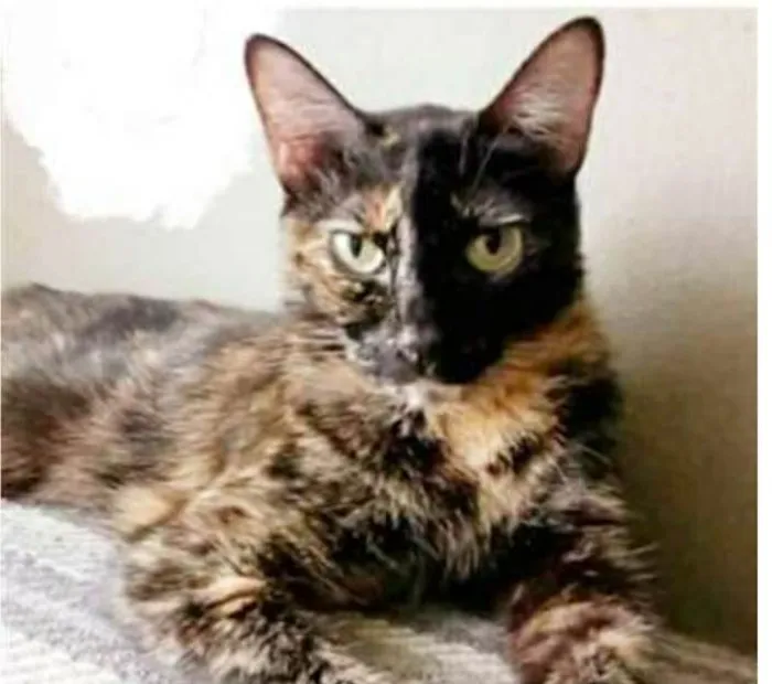 Gato ra a srd escaminha  idade 2 anos nome MAG